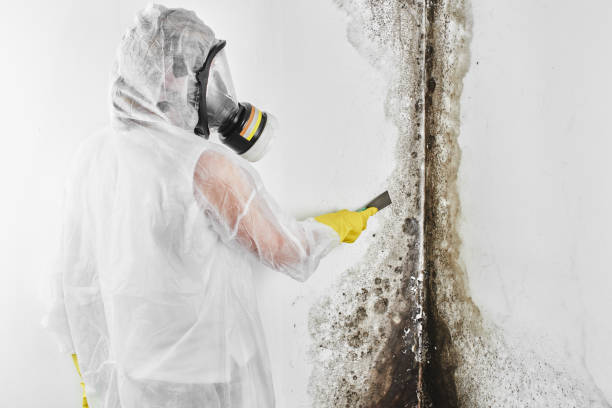 Best Residential Mold Removal  in Hiram, GA