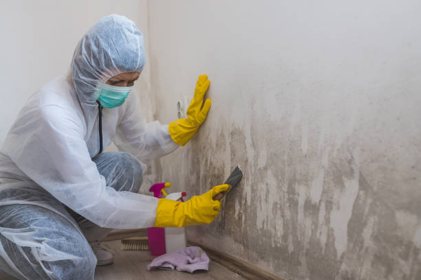 Best Black Mold Removal  in Hiram, GA