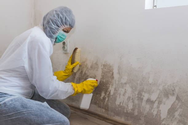 Best Commercial Mold Removal  in Hiram, GA