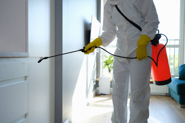 Attic Mold Removal in Hiram, GA