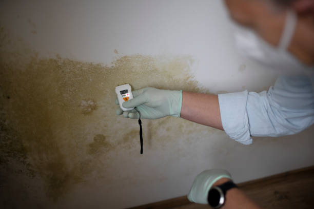 Best Certified Mold Removal  in Hiram, GA