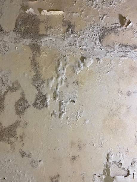 Certified Mold Removal in Hiram, GA