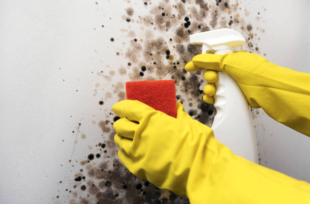 Best Best Mold Removal Companies  in Hiram, GA